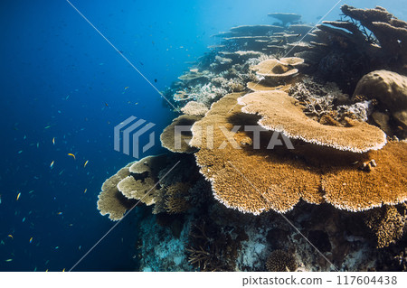 Amazing corals underwater in blue ocean at Maldives. Coral garden 117604438