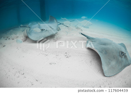 Stingrays underwater on sandy sea bottom. Sting ray fish in tropical ocean 117604439