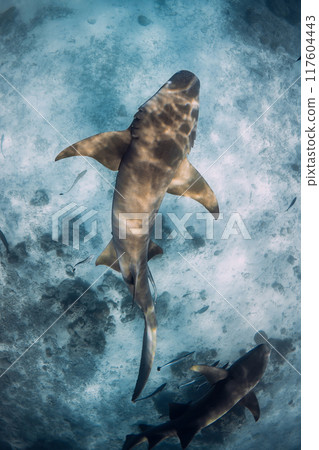 Shark swims underwater in ocean over sandy sea bottom. Shark swims underwater in ocean over sandy sea bottom. 117604443