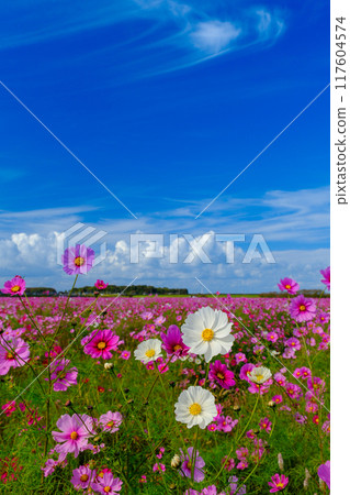 Scenery with cosmos 117604574