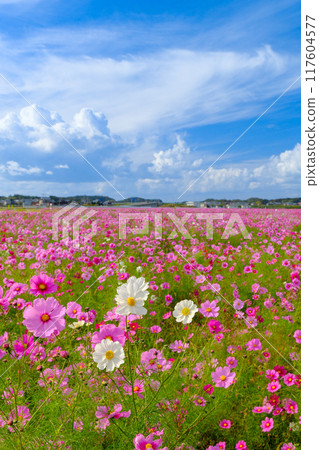 Scenery with cosmos 117604577