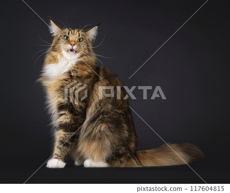 Maine Coon cat on black background Maine Coon cat on black background 117604815
