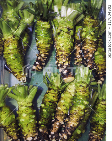 Wasabi Fresh Japanese horseradish sell in fresh Market  117604902