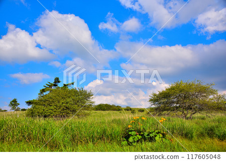 <Nagano Prefecture> Summer Venus Line near Yashima Marsh <Nagano Prefecture> Summer Venus Line near Yashima Marsh 117605048