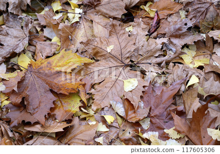 Leaves of maple 117605306
