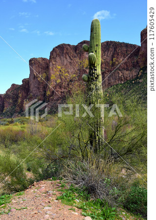 Salt River Recreation Area Arizona Salt River Recreation Area Arizona 117605429