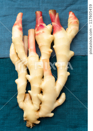 Ginger Ginger 117605459