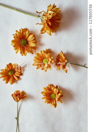 Top view of flowers Top view of flowers 117605556