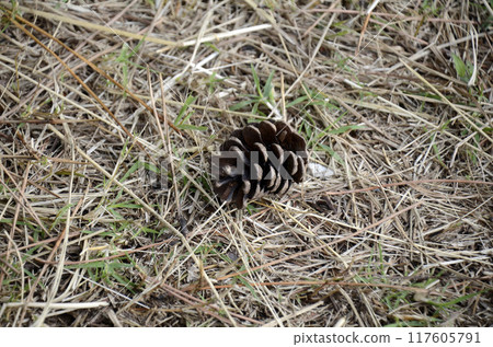 Pinecone 117605791