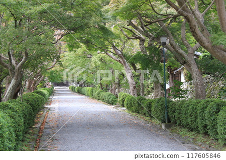 The approach to Saikyoji Temple in Otsu City, Shiga Prefecture The approach to Saikyoji Temple in Otsu City, Shiga Prefecture 117605846