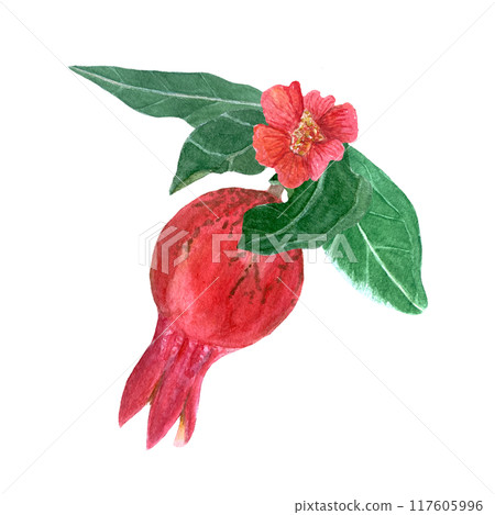 Bright pomegranate with leafs and flower watercolor composition isolated on white. Hand drawn realistic fruit element for fall harvest cards, culinary designs, home decor, prints. Autumn plant clip 117605996