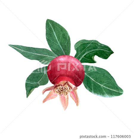Pink pomegranate textured detailed watercolor illustration isolated on white. Hand drawn realistic fruit element for fall harvest cards, culinary designs, home decor, prints. Autumn plant clip art Pink pomegranate textured detailed watercolor illustration isolated on white. Hand drawn realistic fruit element for fall harvest cards, culinary designs, home decor, prints. Autumn plant clip art 117606003