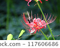 燕尾蝴蝶與紅蜘蛛百合玩耍 117606686