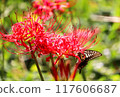 燕尾蝴蝶與紅蜘蛛百合玩耍 117606687