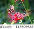 燕尾蝴蝶與紅蜘蛛百合玩耍 117606688