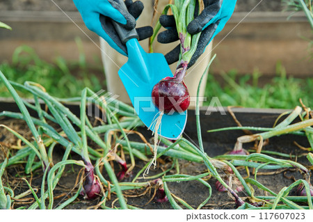 Red onion harvest in raised bed, close-up of an onion bulb on in hands of gardener 117607023
