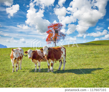 Amazing view of Alpine green fields and cows at meadow near Abtenau village at autumn sunny day. Amazing view of Alpine green fields and cows at meadow near Abtenau village at autumn sunny day. 117607101