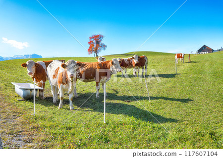 Amazing view of  Alpine green fields and cows at meadow near Abtenau village at autumn sunny day. 117607104