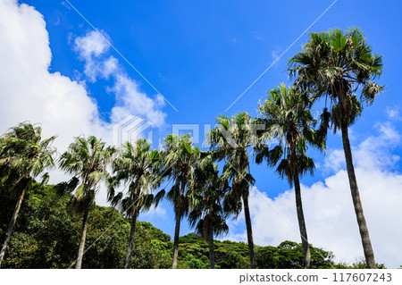 Palm trees and blue sky 117607243
