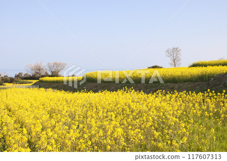 Rape flower field in full bloom 117607313