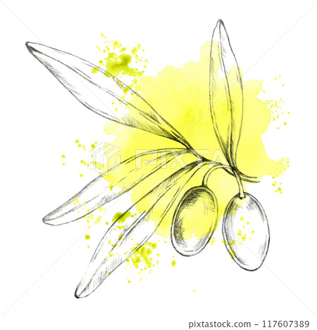 Pencil-sketched olive branch with a vibrant yellow-green splash background. Watercolor clipart for use in eco-conscious product labels, organic cosmetics, or handmade soap packaging Pencil-sketched olive branch with a vibrant yellow-green splash background. Watercolor clipart for use in eco-conscious product labels, organic cosmetics, or handmade soap packaging 117607389
