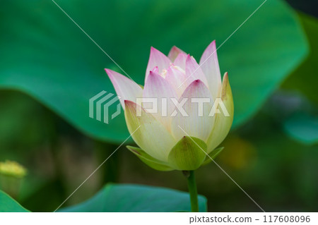 Landscape with lotus flowers 117608096