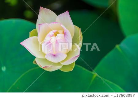 Lotus flower, pale pink with white petals Lotus flower, pale pink with white petals 117608097