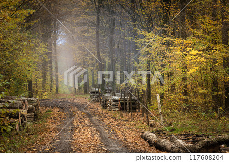 Dirt road in the autumn forest 117608204