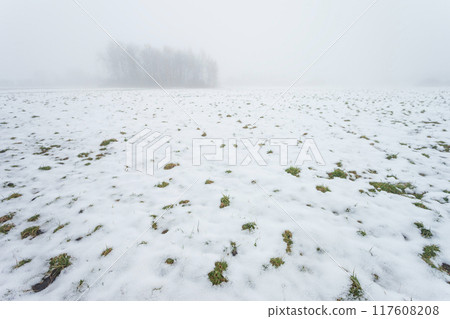 Snow on the meadow and trees in the fog, February day Snow on the meadow and trees in the fog, February day 117608208