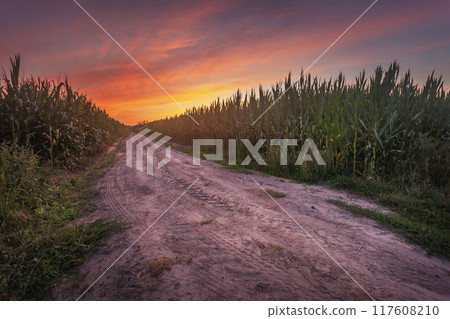Dirt road in a corn field and colorful sunset 117608210