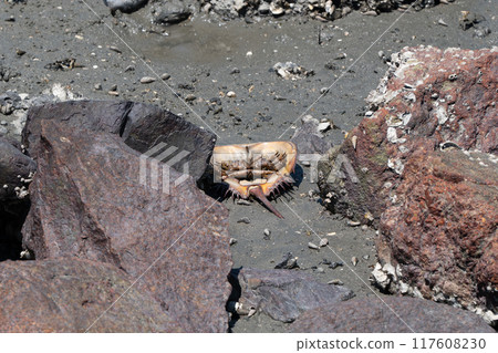 Horseshoe crab washed up on the shore Horseshoe crab washed up on the shore 117608230