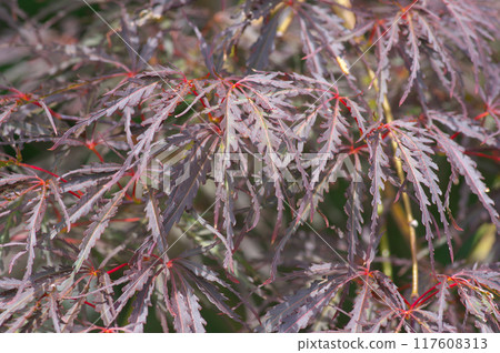 Red weeping tree illuminated by the summer sun 117608313