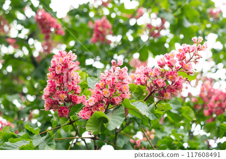 Branch of the red horse-chestnut with inflorescence, on a blurred background of the rest tree Branch of the red horse-chestnut with inflorescence, on a blurred background of the rest tree 117608491