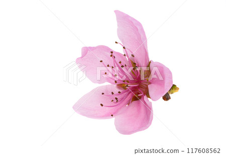 sakura flowers isolated 117608562