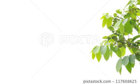 A cut-out of a tree top on a white background with clipping paths. 117608625