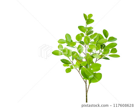 A cut out of Ficus benjamina leaves with clipping paths on a white background. 117608628