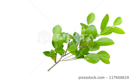 A cut out of Ficus benjamina leaves with clipping paths on a white background. 117608629