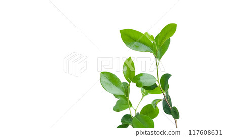 A cut out of Ficus benjamina leaves with clipping paths on a white background. A cut out of Ficus benjamina leaves with clipping paths on a white background. 117608631