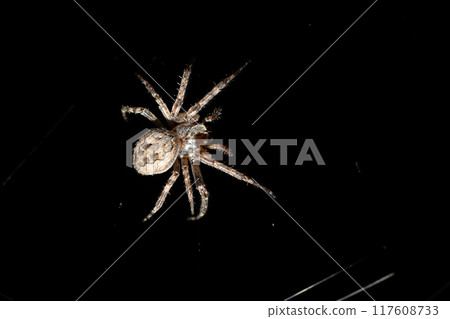 In the darkness of night, a spider is quietly sitting on its web In the darkness of night, a spider is quietly sitting on its web 117608733