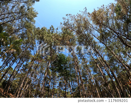 Look overhead tree up sky at national park area Look overhead tree up sky at national park area 117609201