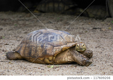 The Sulcata tortoise in the garden at thailand 117609208
