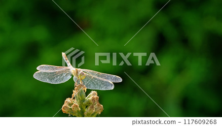 Close-up of a dragonfly perched on a plant against a vibrant green background. Close-up of a dragonfly perched on a plant against a vibrant green background. 117609268