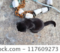 A black cat relaxing near a fishing buoy at a fishing village port 117609273