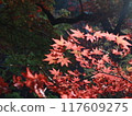 A maple tree in full bloom with red leaves shining through the sunlight on a black background 117609275