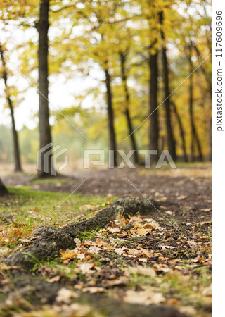 Golden autumn in the city park on a bright sunny day. background in the woods 117609696