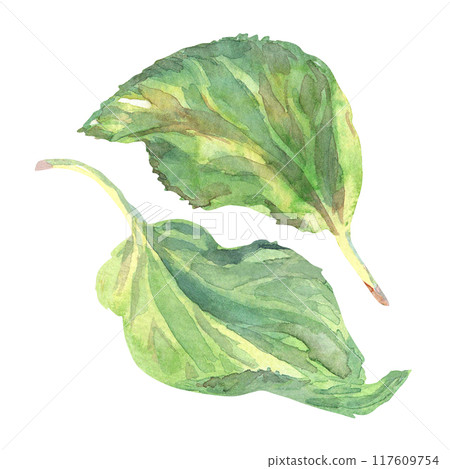 Apricot tree leaves hand-darwn watercolor set. Summer colorful illustration in fruits collection. Fresh apricot tree leaf illuminated by the sun, drawn in warm green color and Isolated on white 117609754