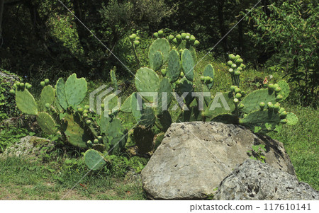 Prickly pear 117610141