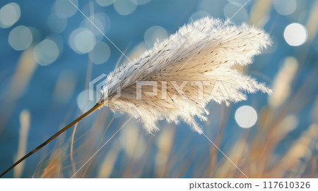 Pampas grass plume against a bokeh background. Pampas grass plume against a bokeh background. 117610326