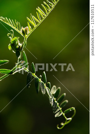 Vicia cracca, green branch macro Vicia cracca, green branch macro 117610511