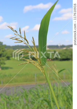 Poaceae (Sorghum or Johnsongrass) 117610916
